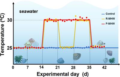 Hard clam resilience to marine heatwaves in the face of climate change